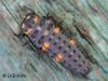 Coccinella septempunctata