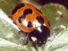 Coccinella undecimpunctata