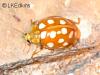 Halyzia sedecimguttata