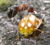 Halyzia sedecimguttata