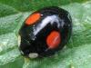 Harmonia axyridis