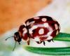 Myrrha octodecimguttata