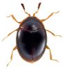 Orthoperus nigrescens