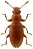Corticaria longicollis