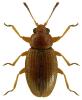 Corticarina minuta