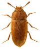 Typhaea stercorea