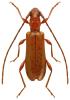 Obrium brunneum