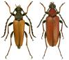 Stictoleptura rubra