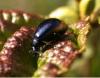 Agelastica alni