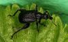 Deporaus betulae