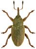 Tychius picirostris