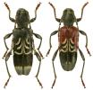 Anaglyptus mysticus
