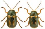 Cryptocephalus bilineatus