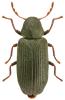 Anobium fulvicorne