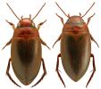 Liopterus haemorrhoidalis