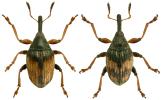 Nanophyes marmoratus