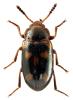Tetratoma ancora