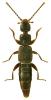 Pseudomedon obscurellus