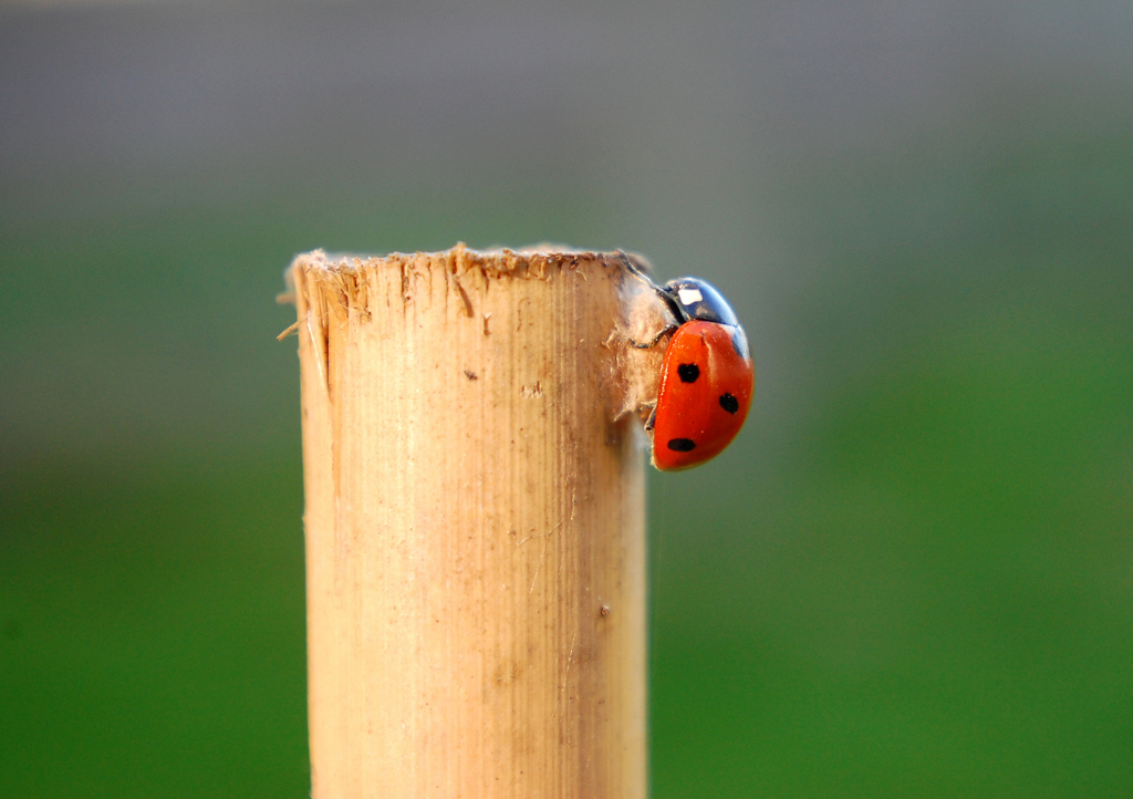 Dinocampus coccinellae