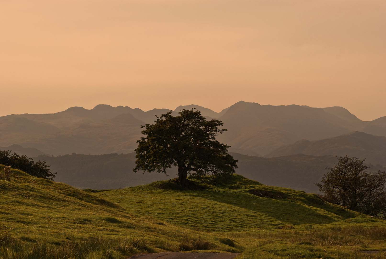 A lone tree stood on a grassy mound with full leaves. Silhouette of fells line the horizon