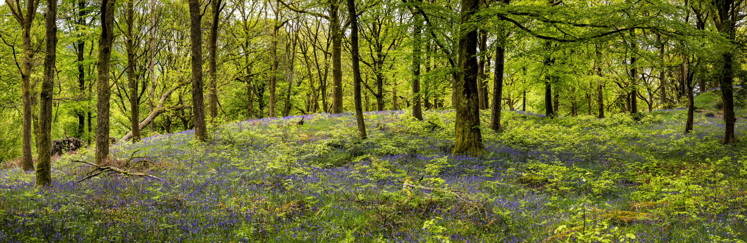 Wildlife Rich Habitat Fund