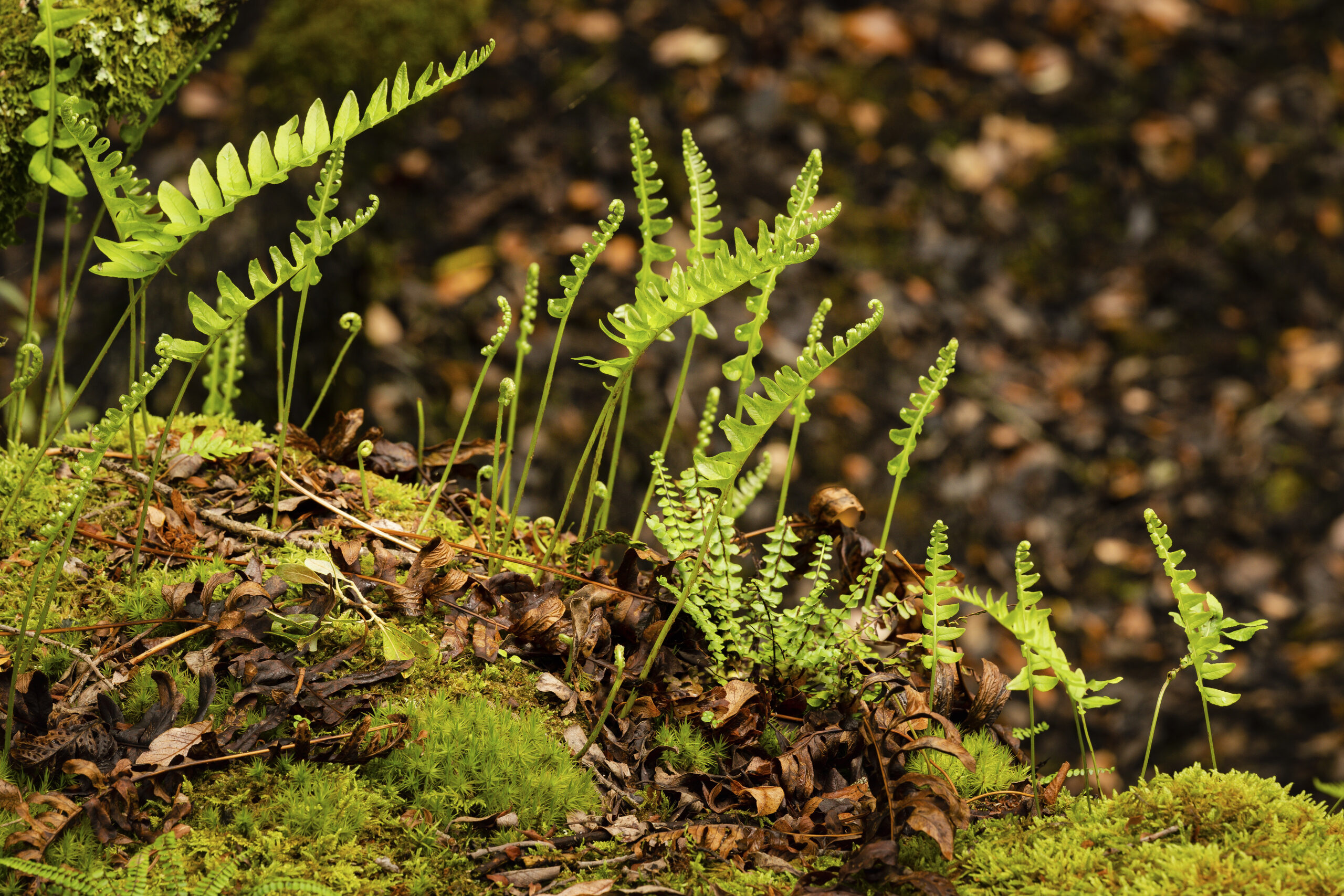 Woodland floor close up of new tree life