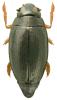Gyrinus minutus