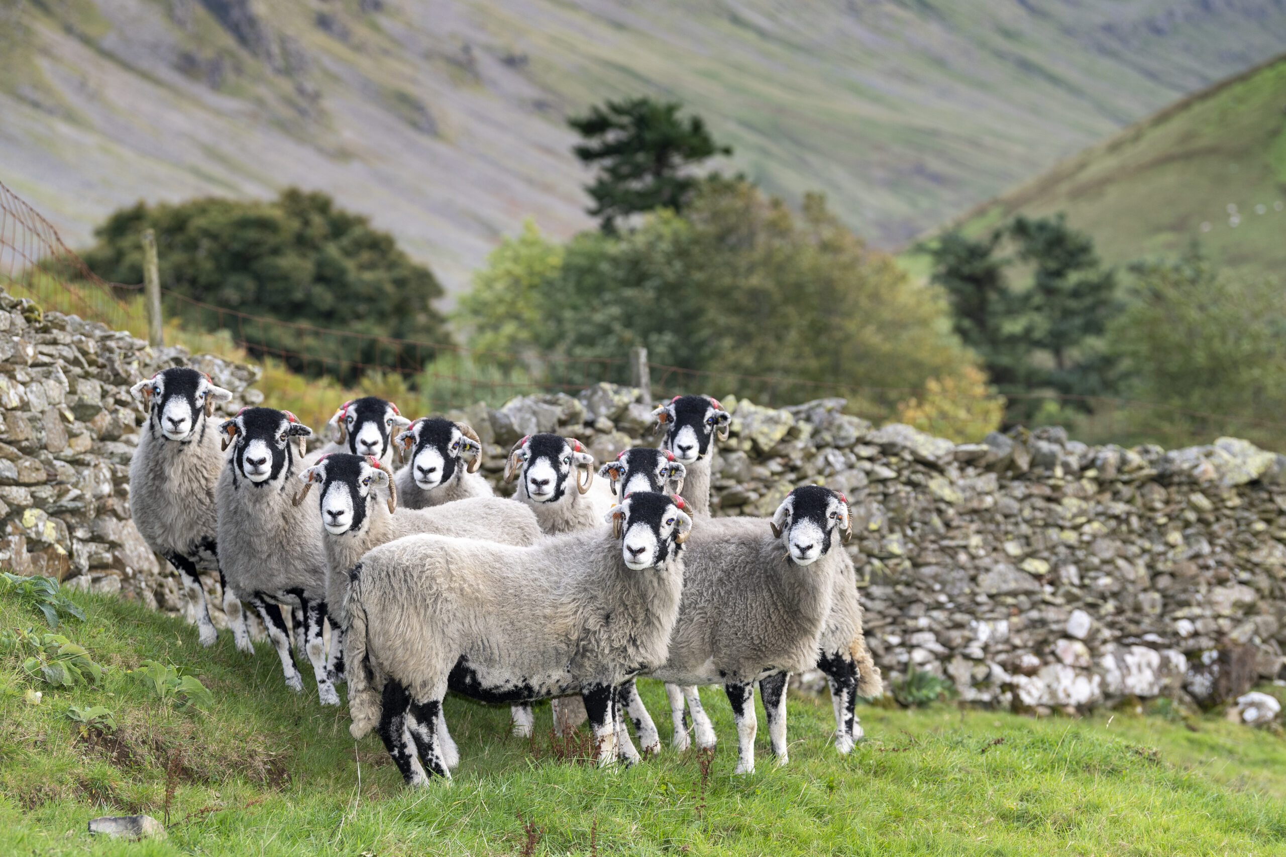 A group of Swaledale sheep next to a stone-built wall with trees behind