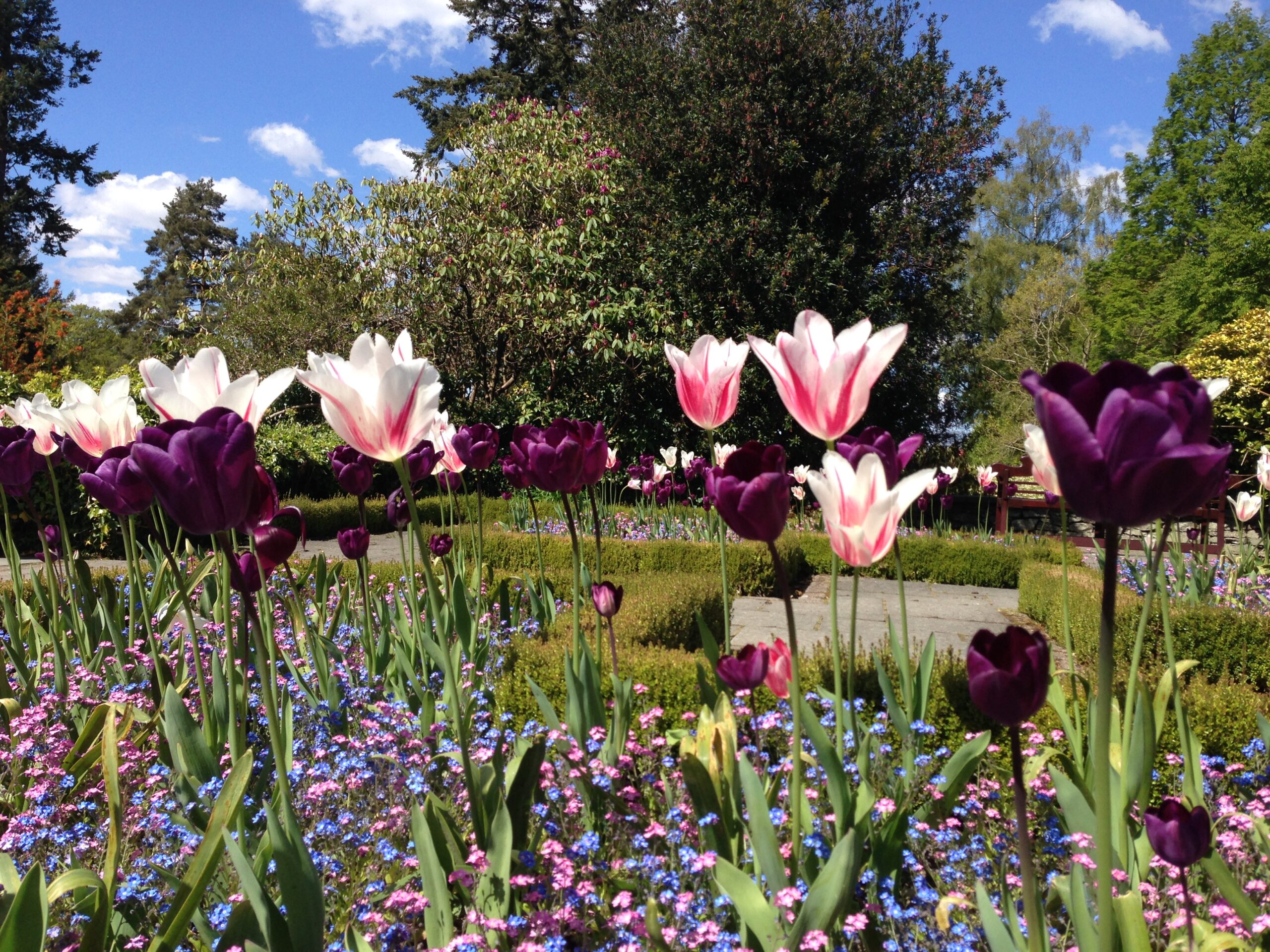 light pink and dark purple tulips, blue and pink forget-me-not flowers in lush green garden