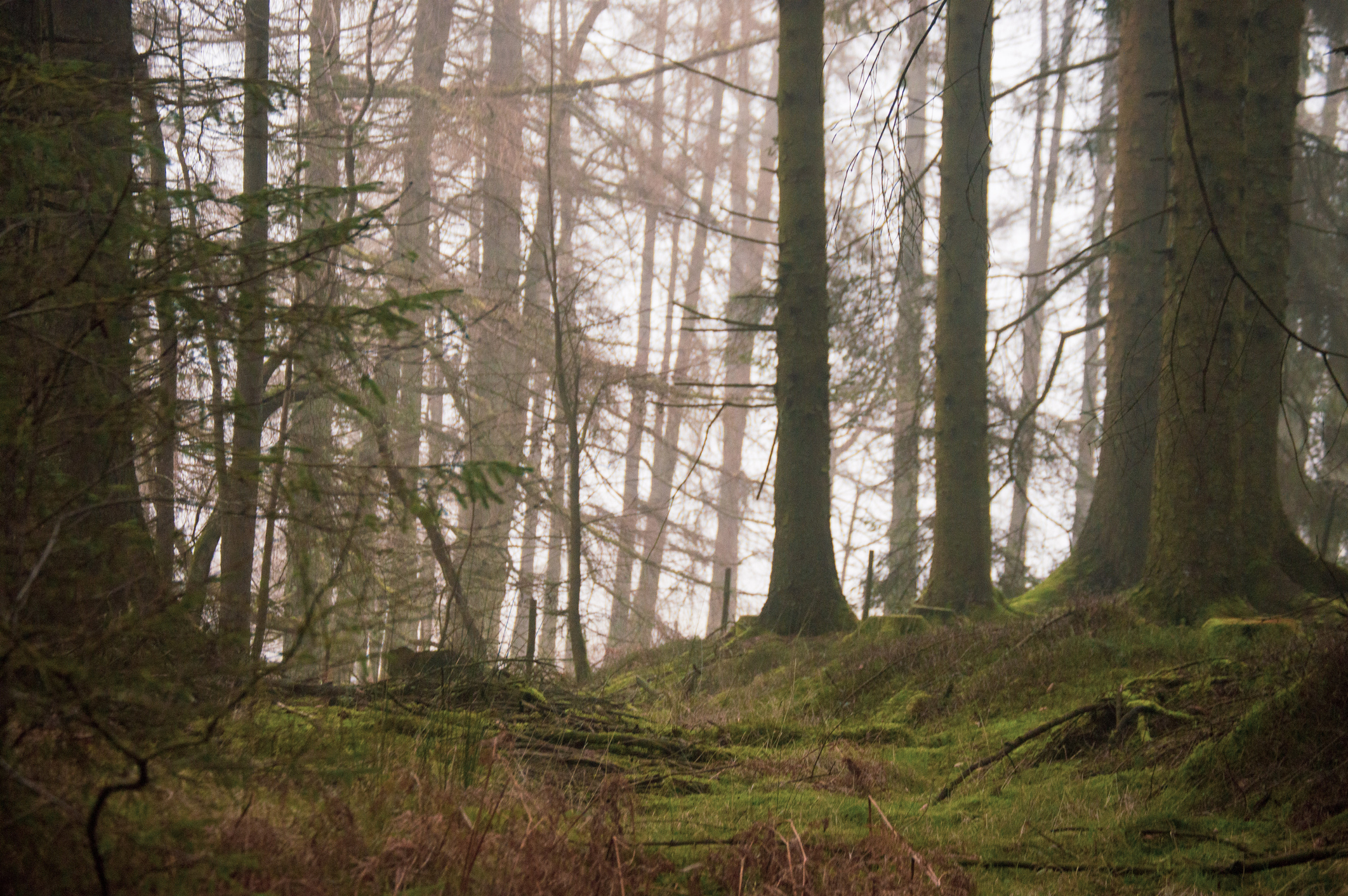 Grizedale Forest orange brown conifer trees