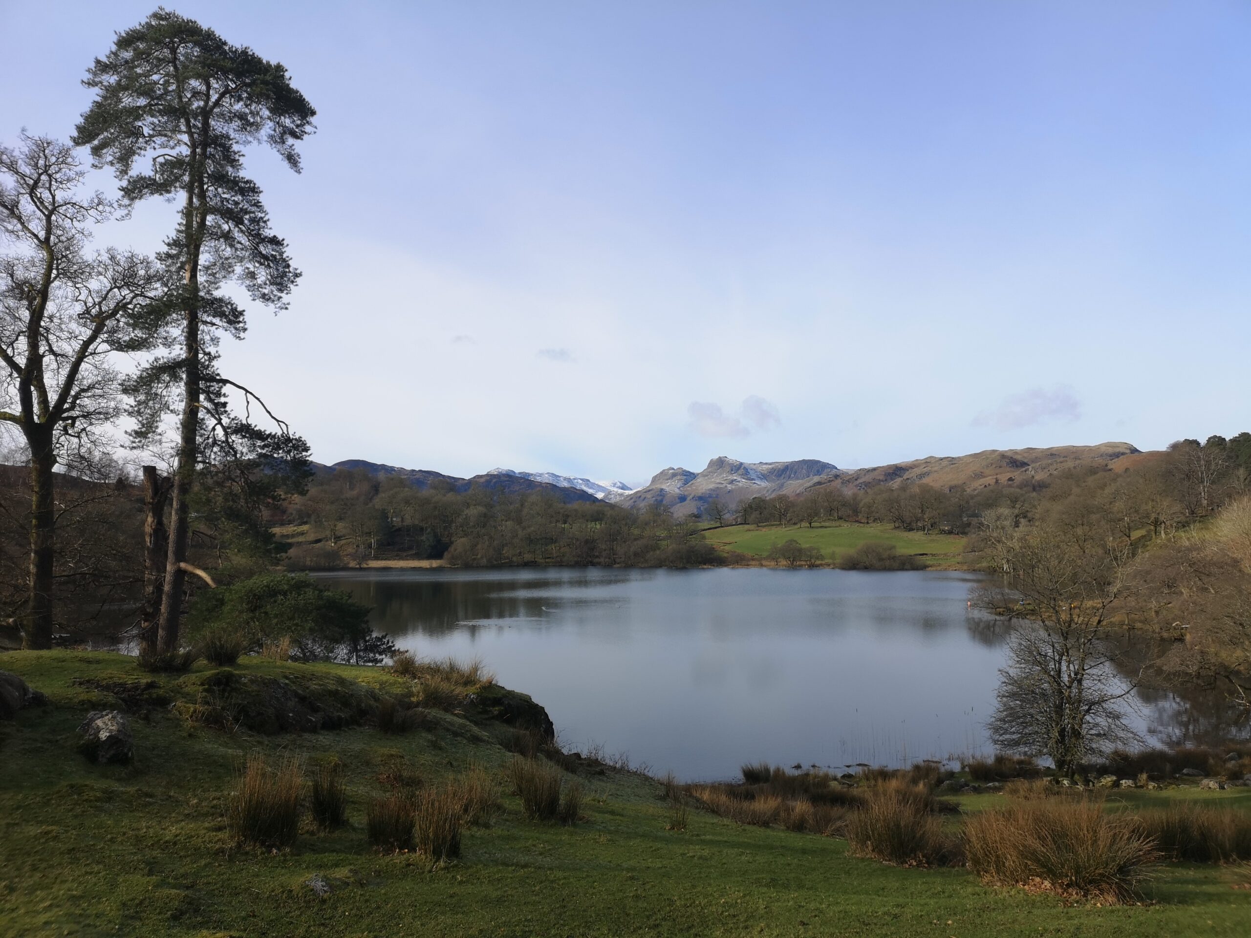 View across a circluar Loughrigg Tarn with grass field. A tall skinny tree stands to the left of the tarn with snow-capped fells in the distance
