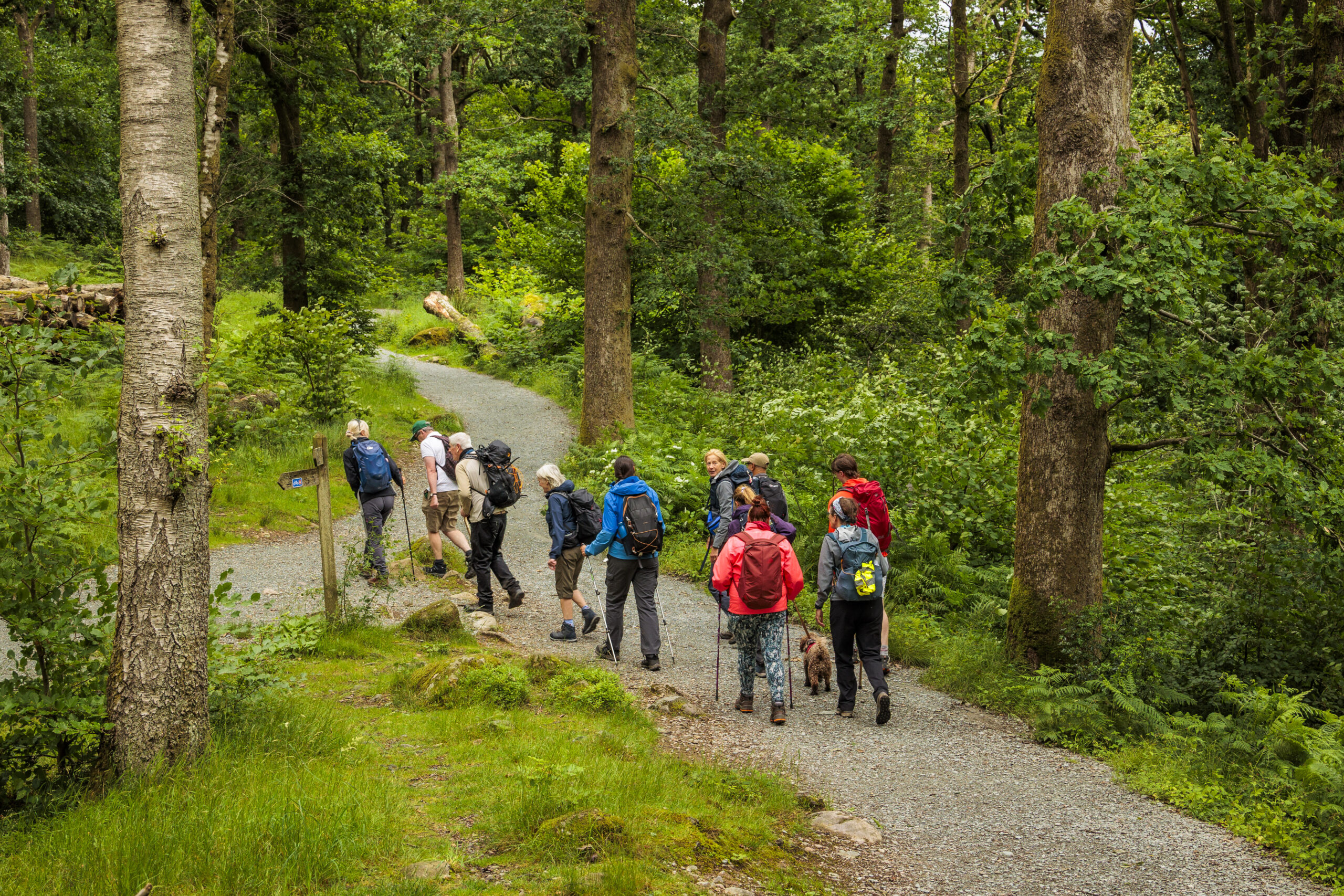 People walking through woodland on a path on a Lake District National Park guided walk