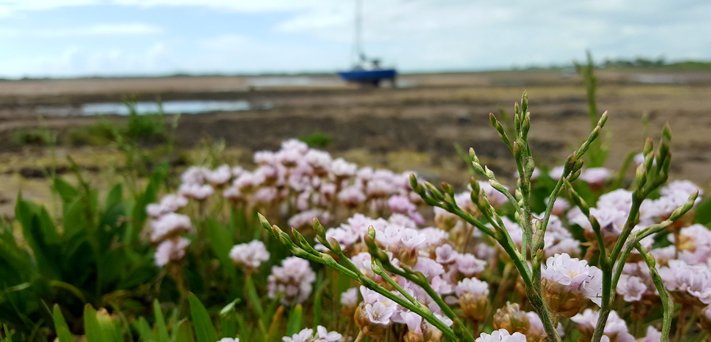 ravenglass low tide beach with anchored blue sailing boat. pink wildflowers in foreground focus