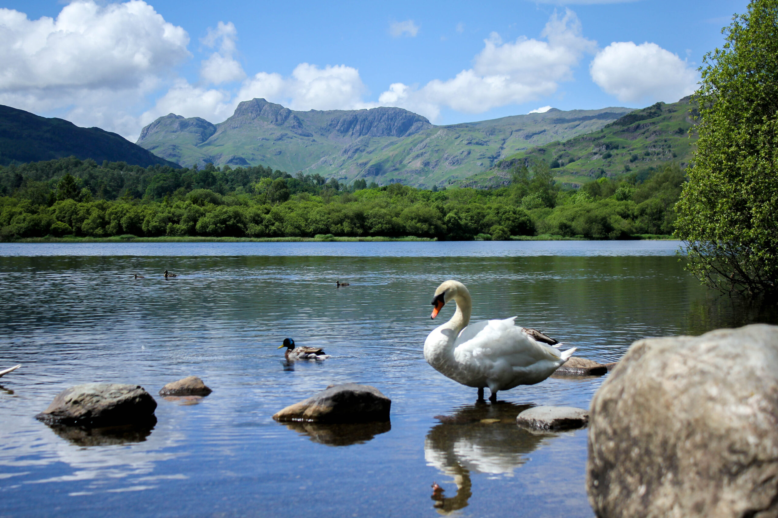 Elterwater blue lake reflecting green woodland and fell backdrop. Swan and duck on lake by large partially submerged stones