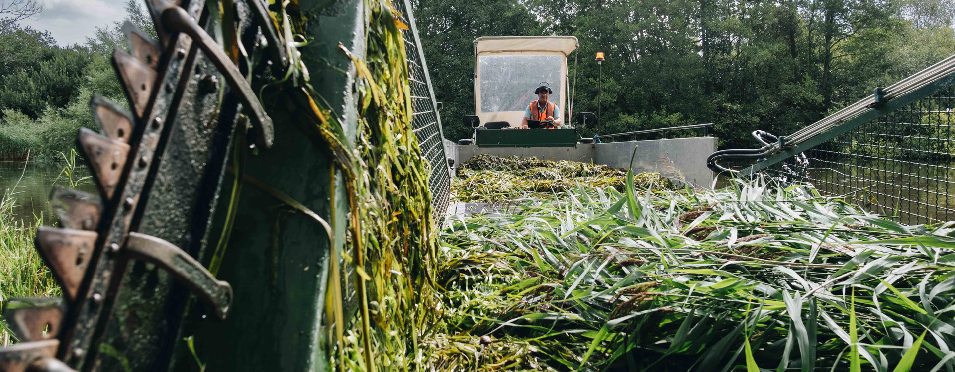 A Broads Authority operative wearing a teal polo shirt, orange life jacket and black ear defenders is seen behind the controls of a water plant cutting vessel. The camera is positioned looking towards the operative as if it is located amongst the grassy cut plants that are being removed from the water. Some metal teeth are visible to the left of the image which are used to grip, cut and pull plants into the vessel.