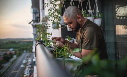 A man caring for plants on his balcony overlooking the street