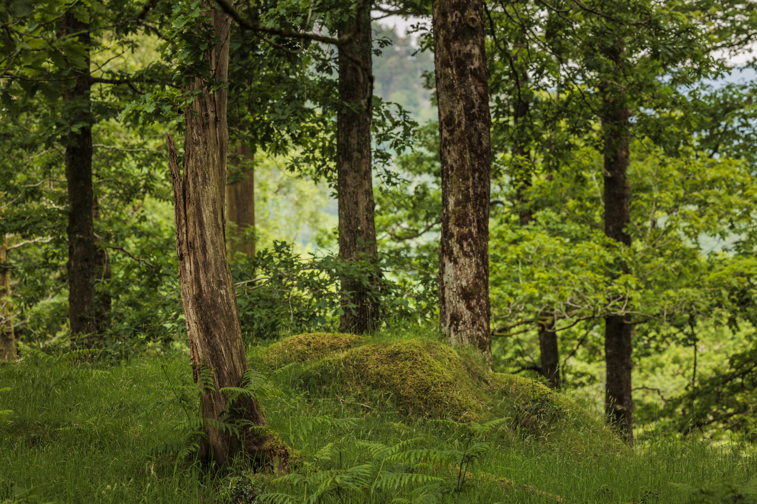 Borrowdale forest, dense green conifer trees