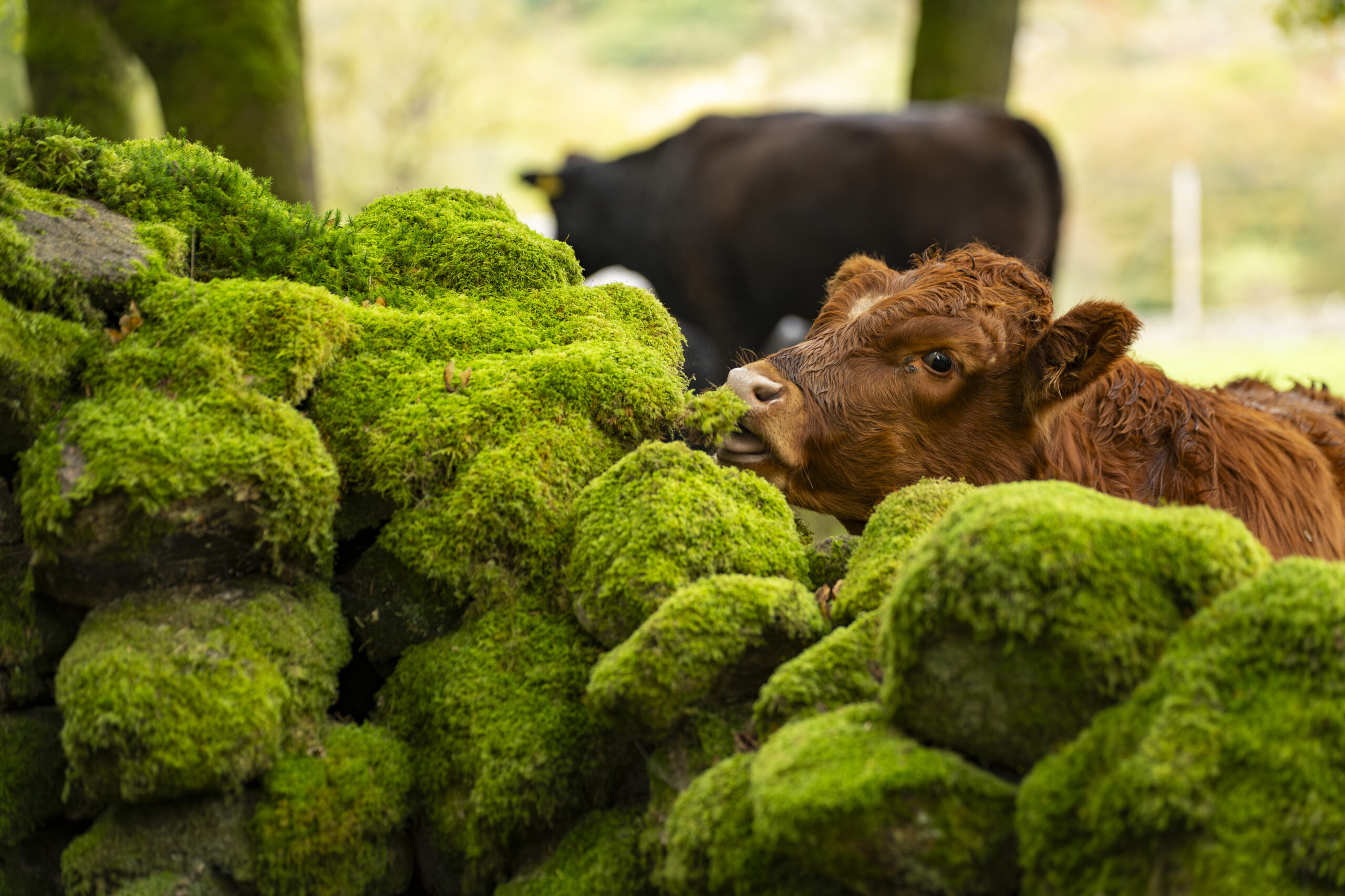 calves behind mossy dry stone wall