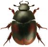 Sphaeridium bipustulatum