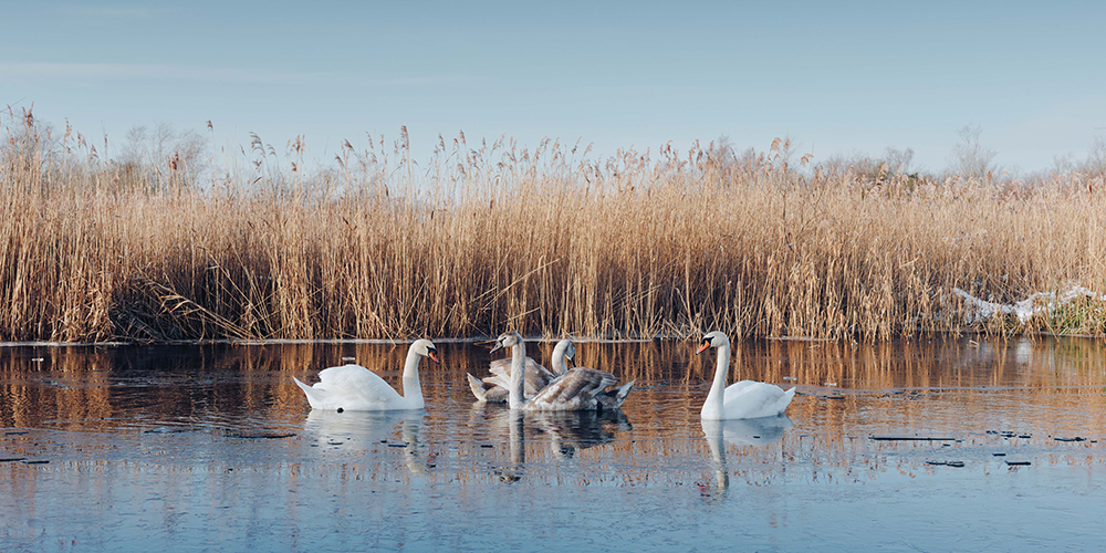 swans-at-how-hill-january.jpg A group of swans on the river at How Hill on a wintry day, with reeds in the background