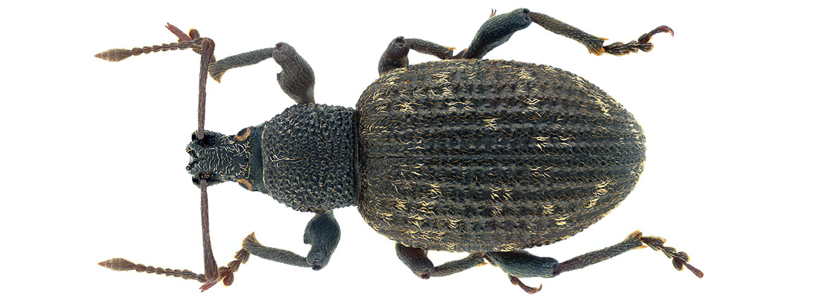 An adult vine weevil, showing its long snout and elbowed antennae
