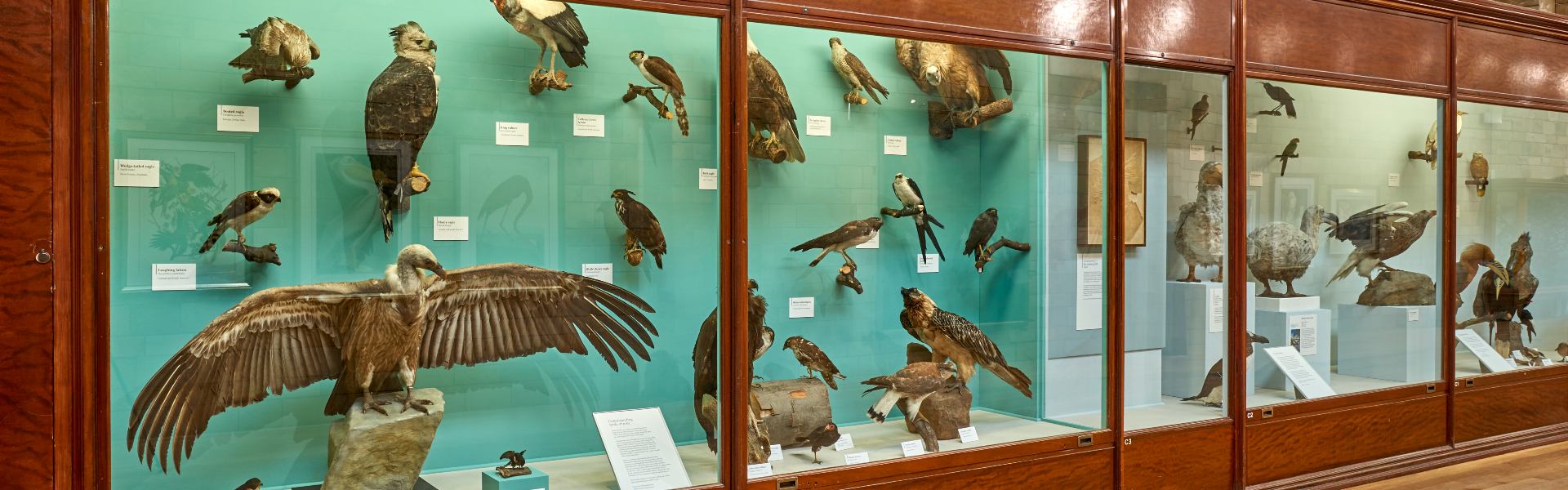 A large wooden case filled with various mounted bird specimens with a blue backdrop.