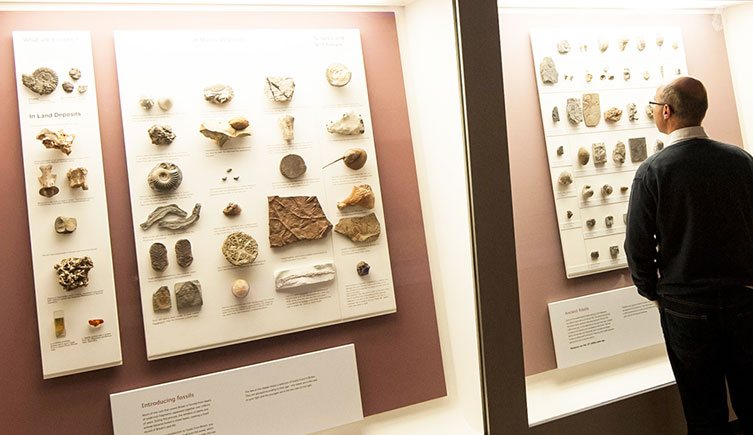Fossils from Britain