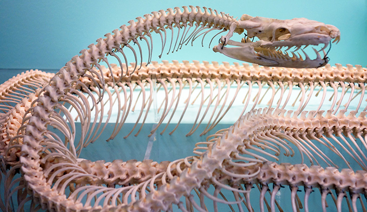 The white skeleton of a long marine creature is seen on a blue background