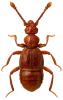 Trichonyx sulcicollis