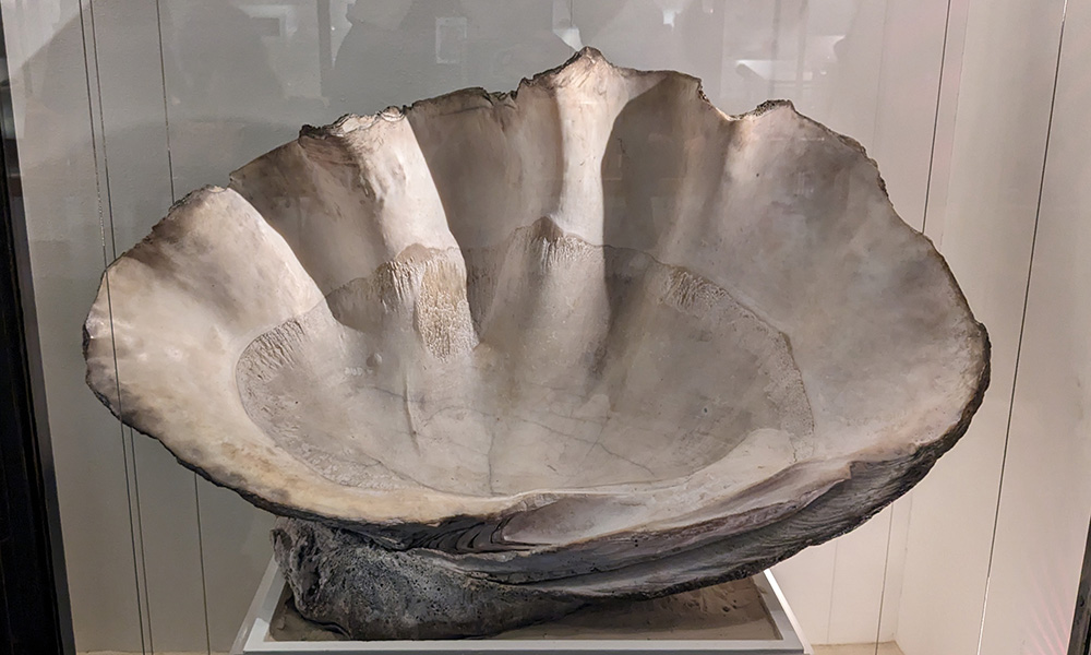 A photo of a giant clam shell
