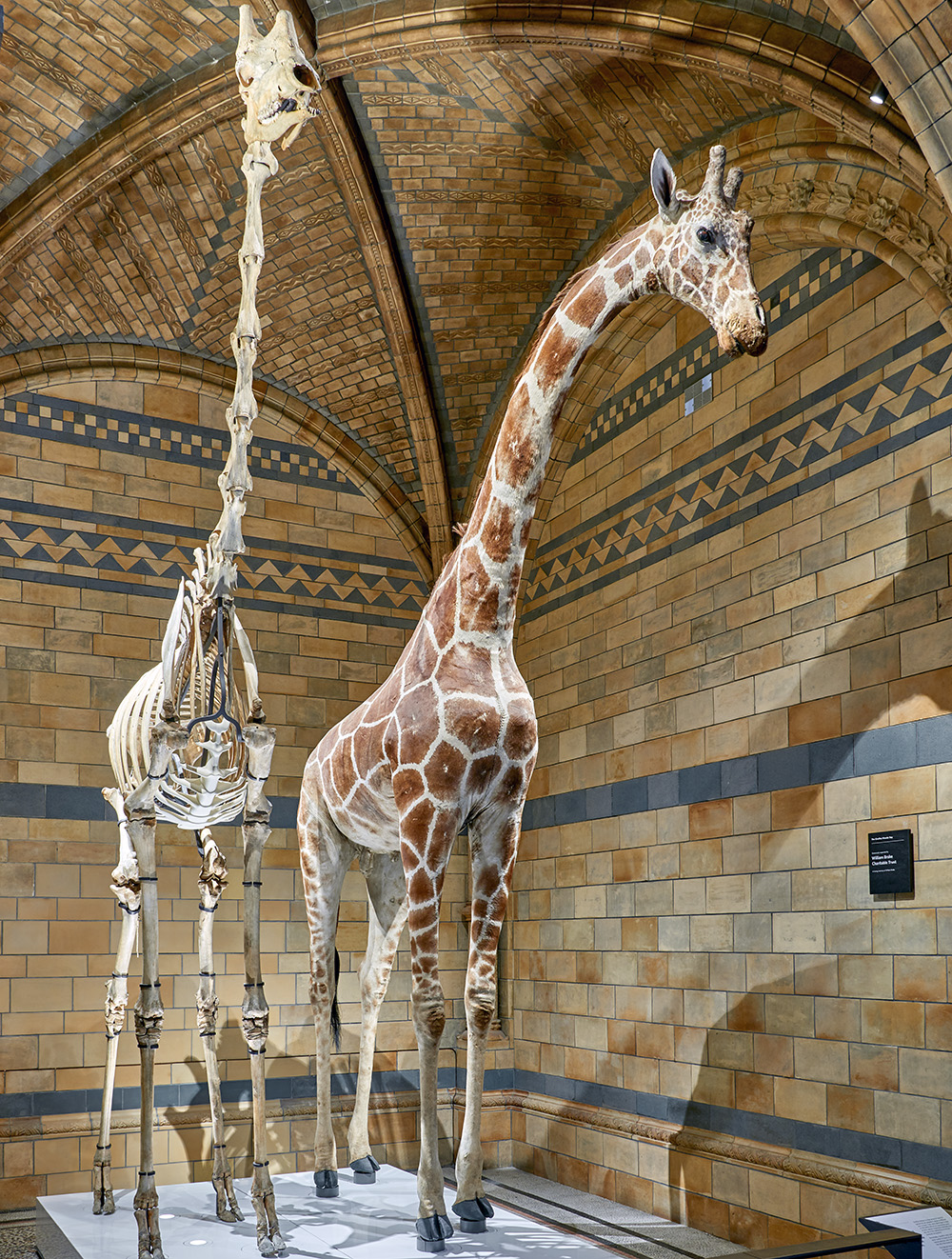 A photo of a taxidermy giraffe positioned next to a full giraffe skeleton in Hintze Hall