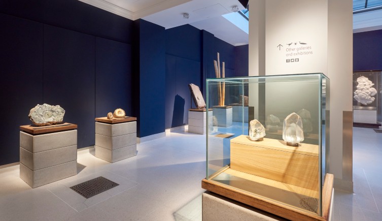 Different fossils are seen on plinths in the gallery 