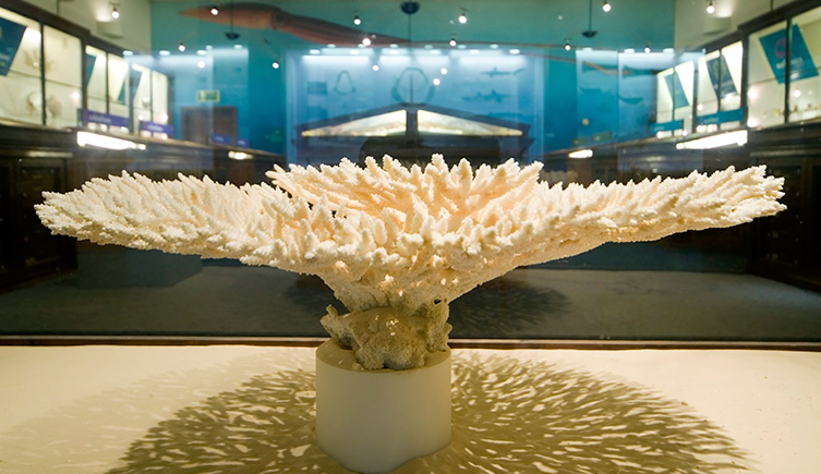 A large coral at the entrance to Marine Invertebrates