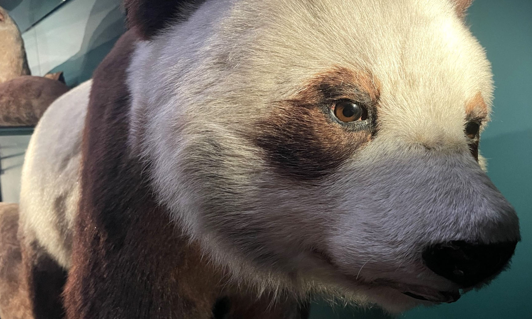 A picture of our giant panda up-close 